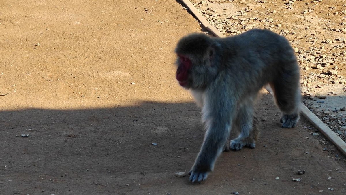 Monkey walking on dirt path