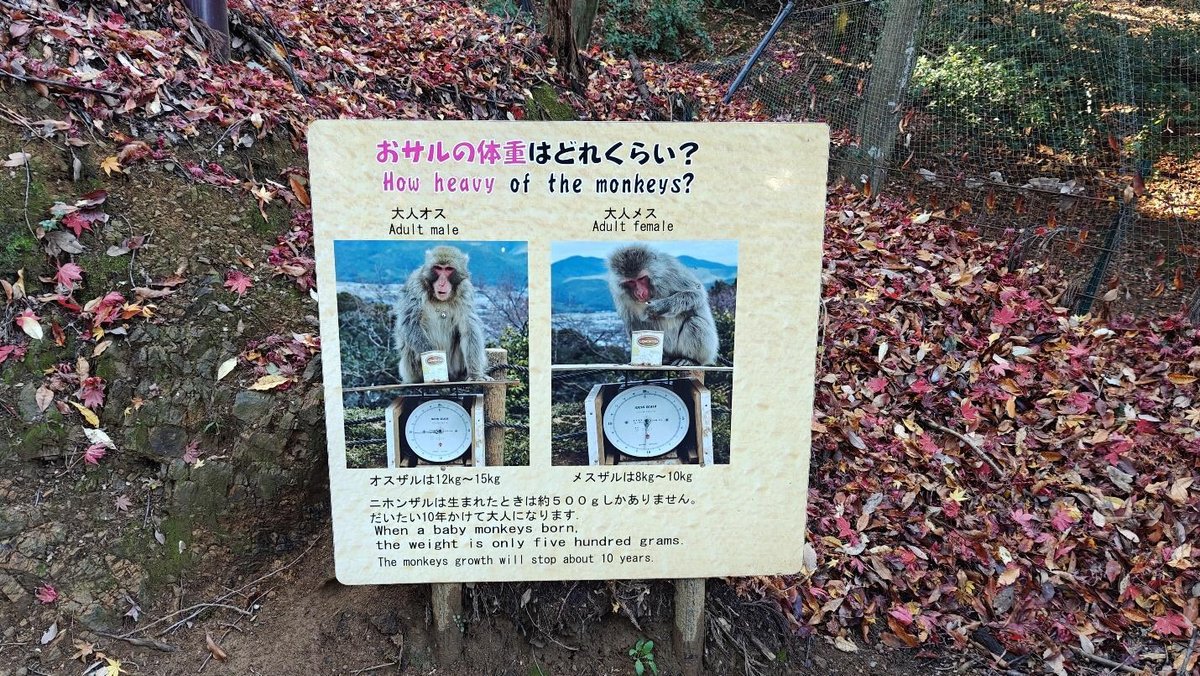 Monkey weight sign in autumn leaves