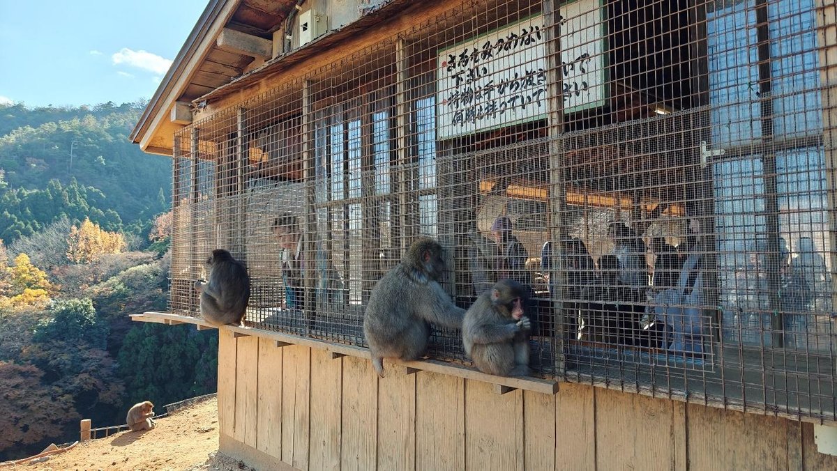 Monkeys at mountainside viewing hut