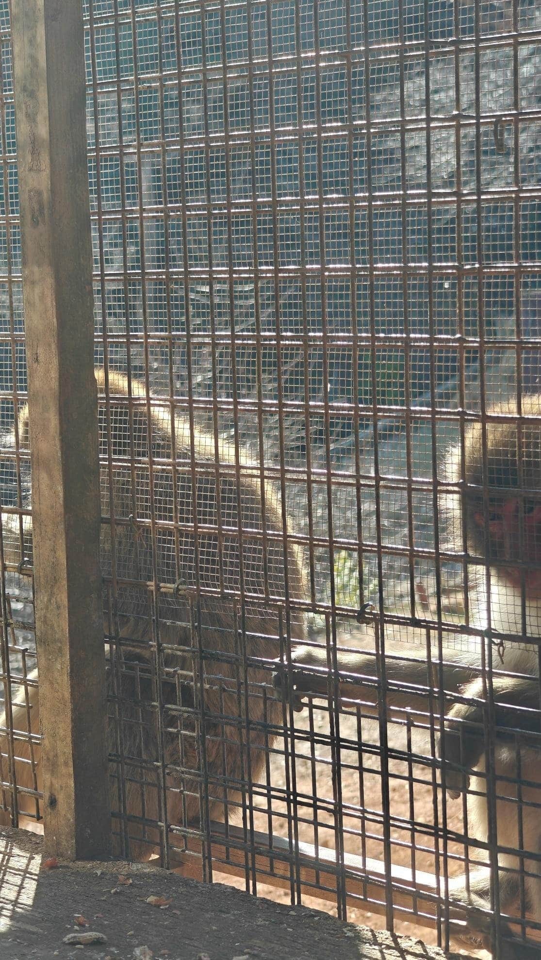Monkeys behind cage
