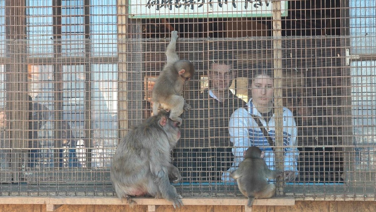 Monkeys climbing on cage with visitors