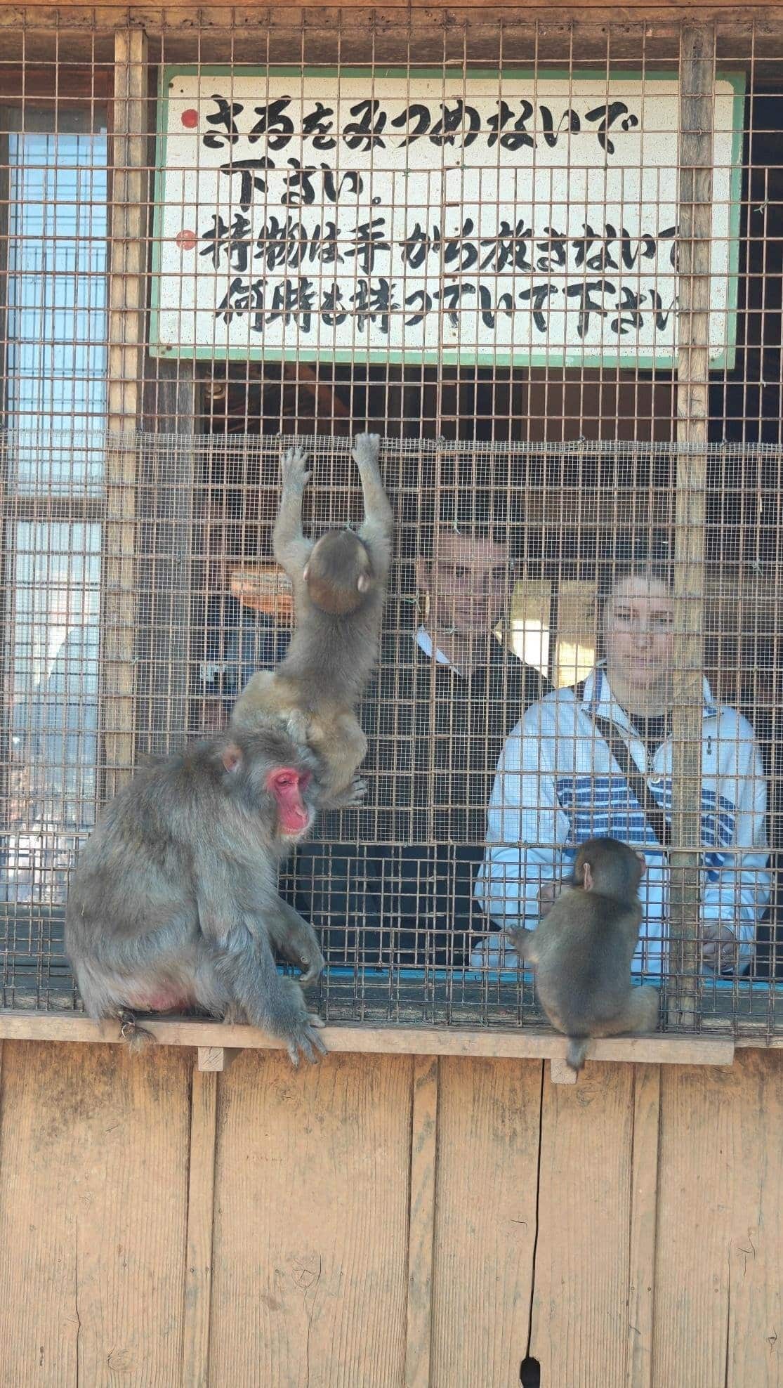 Monkeys climbing wire fence at enclosure