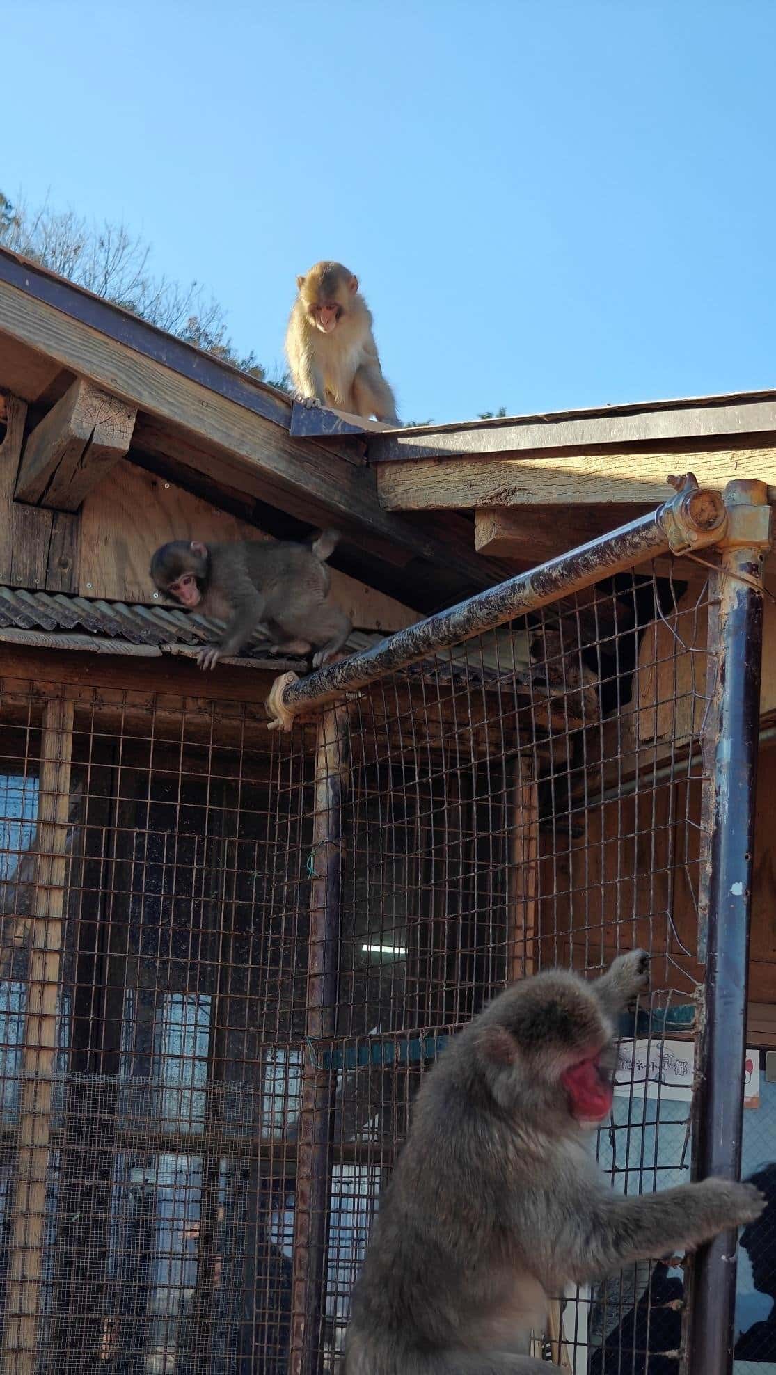 Monkeys climbing wooden structure