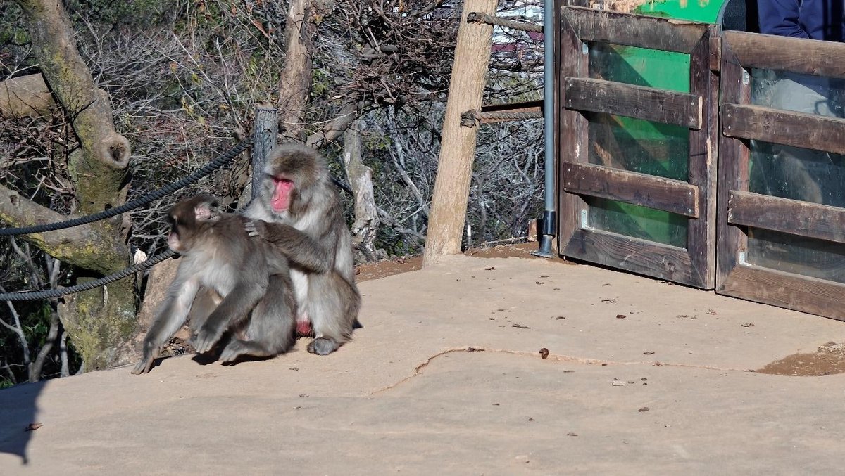 Monkeys interacting near wooden fence