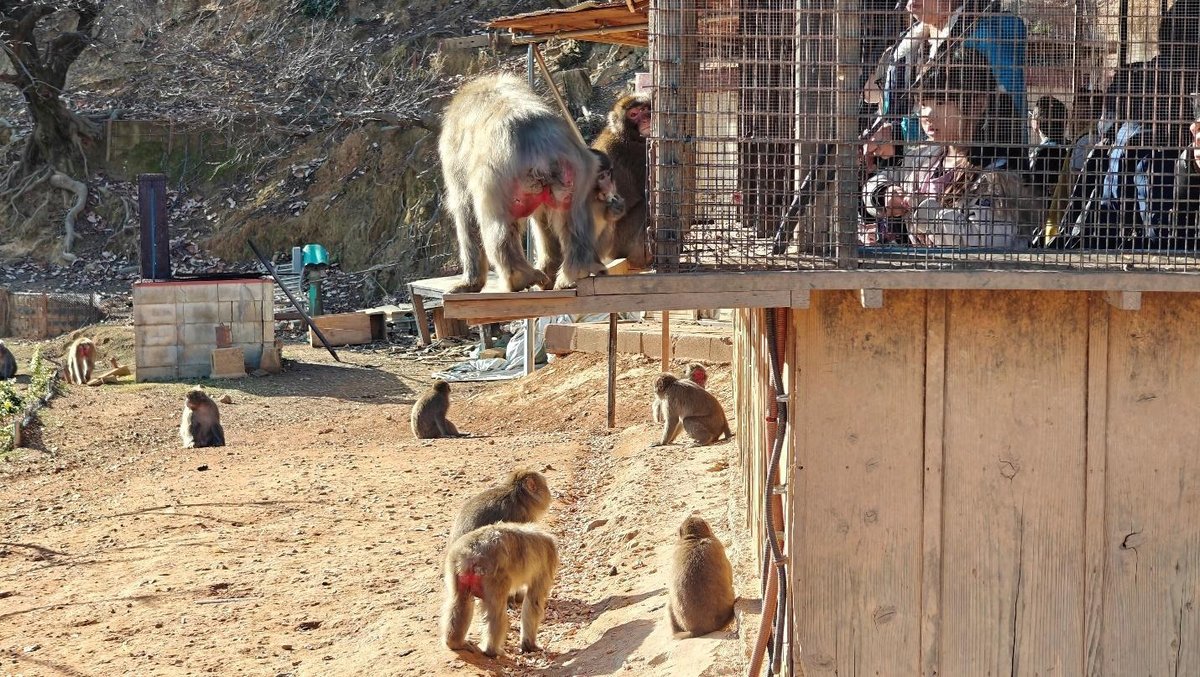 Monkeys near fenced viewing area