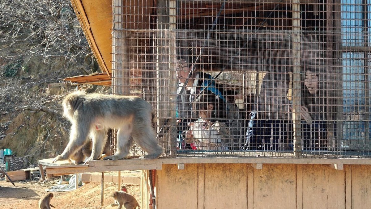 Monkeys near people in enclosure