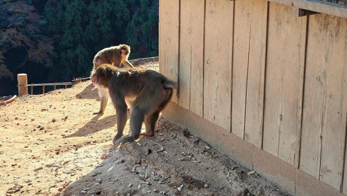 Monkeys near wooden structure outdoors