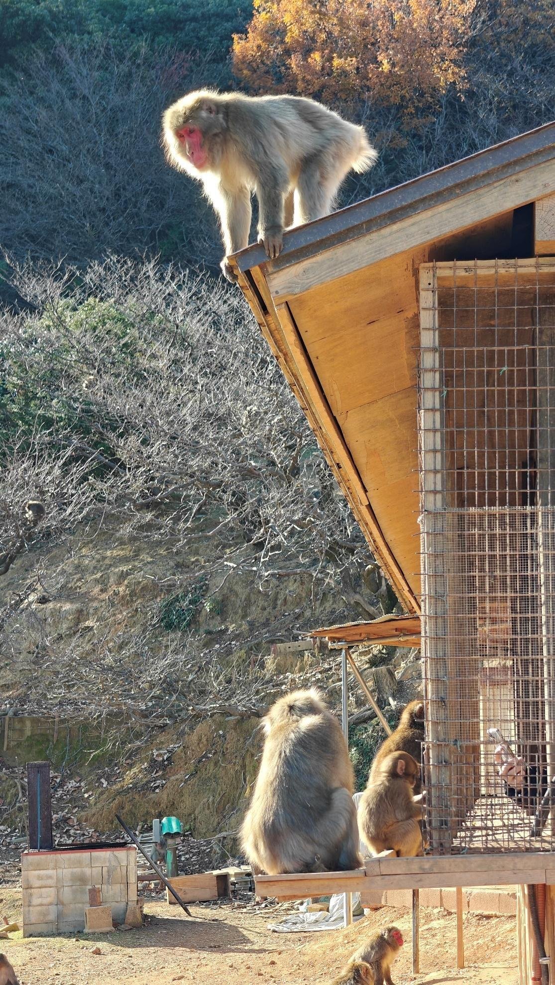 Monkeys on a cabin roof in autumn