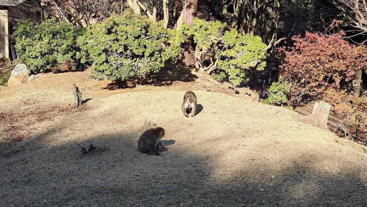 Monkeys on a grassy hill in sunlight