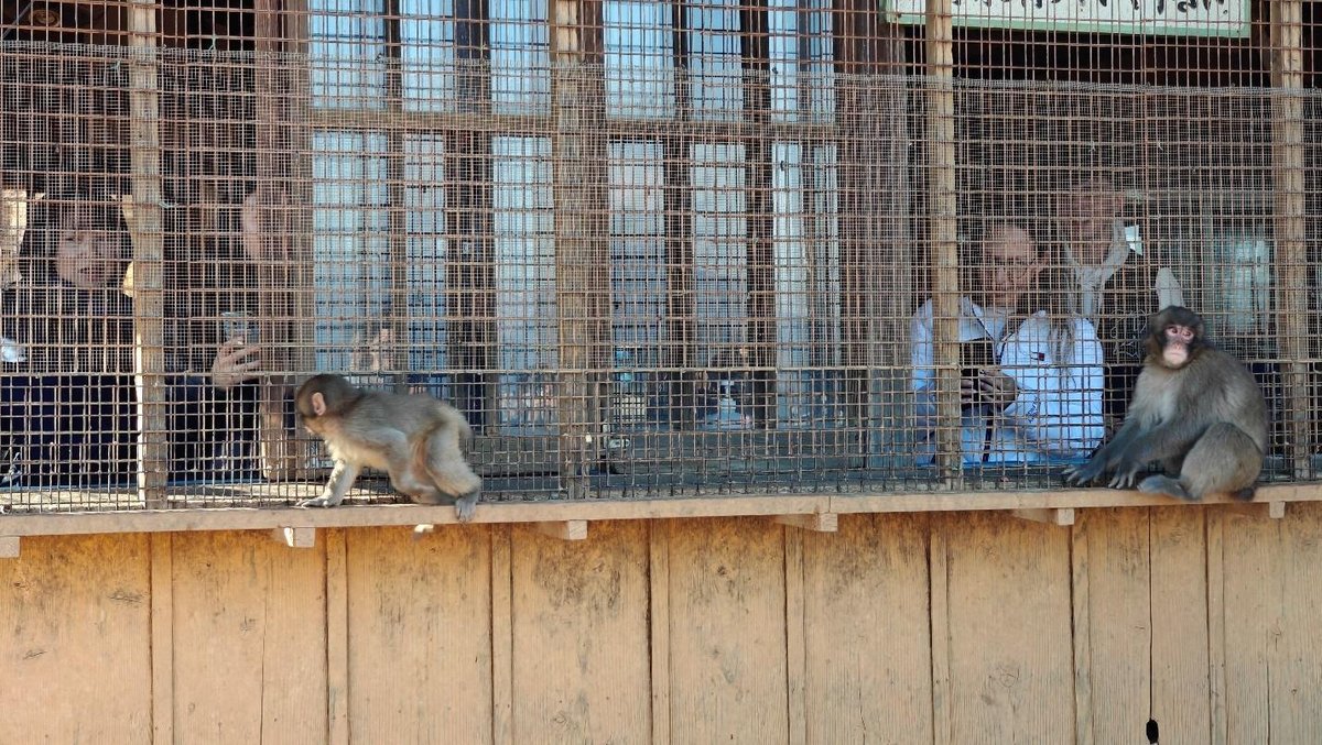 Monkeys on ledge, people at window