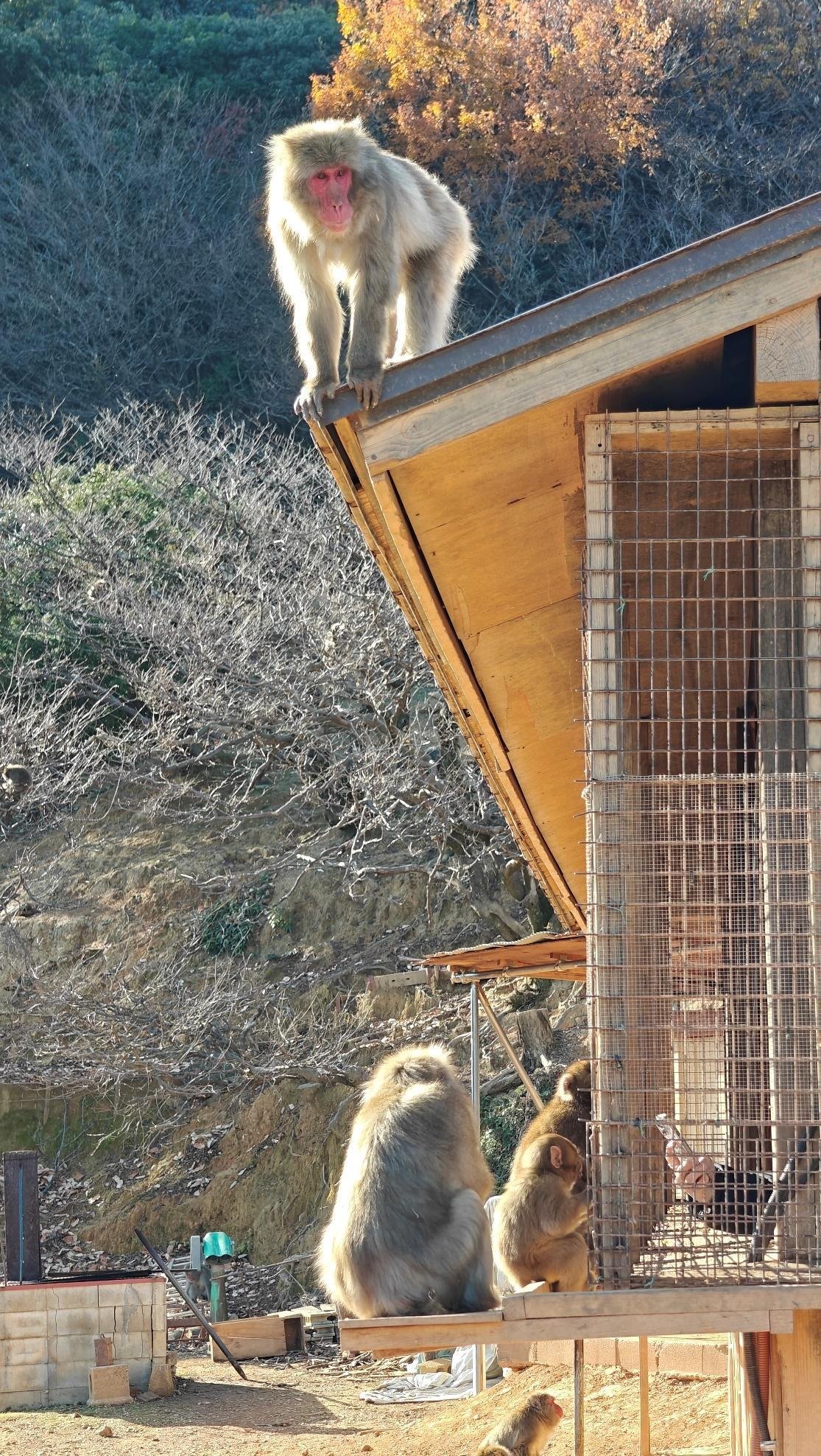Monkeys on shelter in wooded area