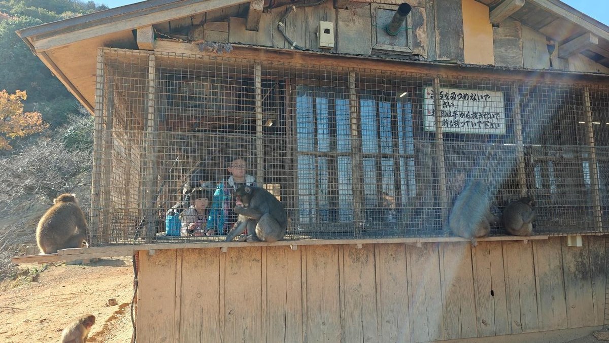 Monkeys outside a caged building