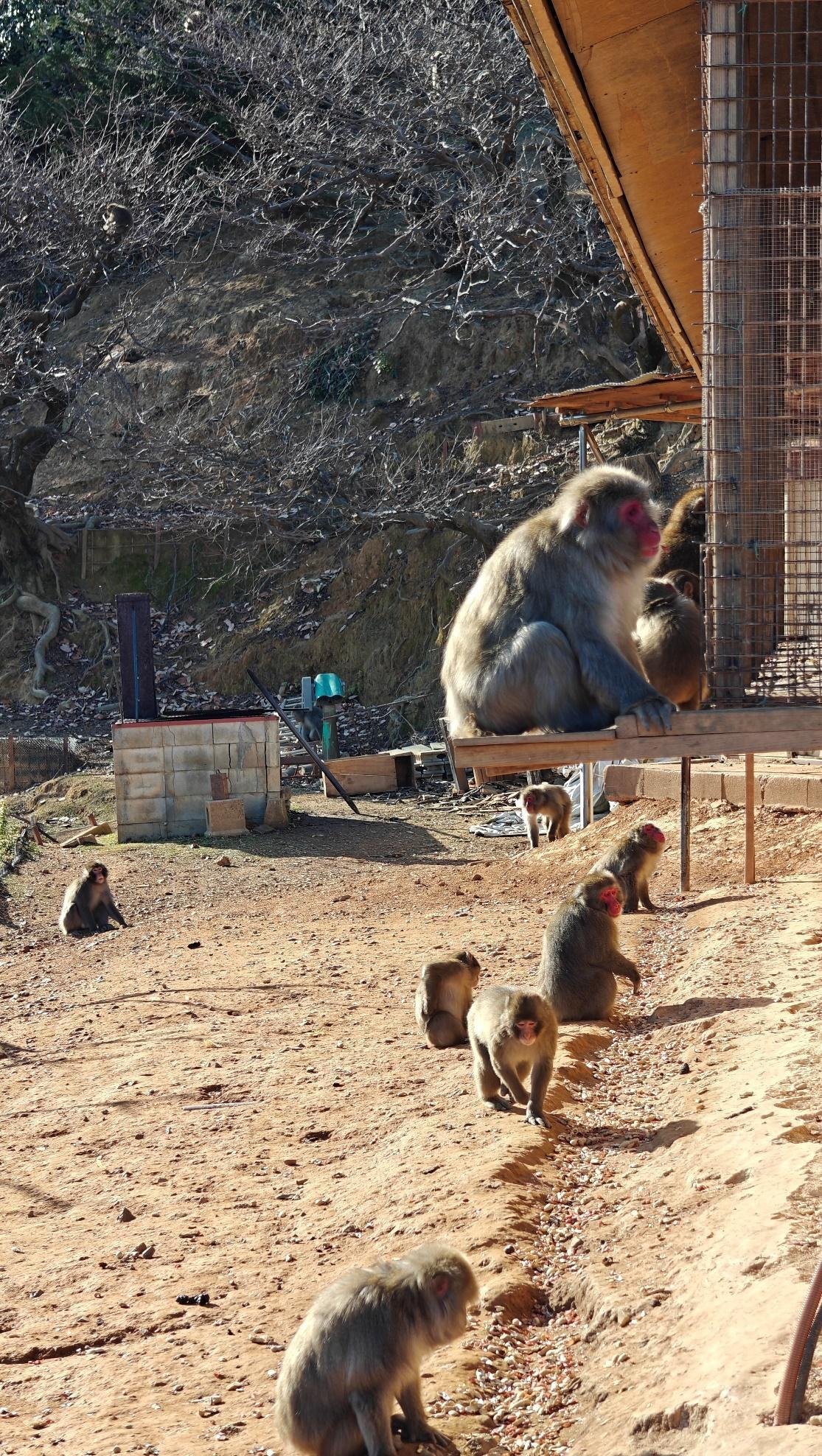 Monkeys roaming in outdoor habitat