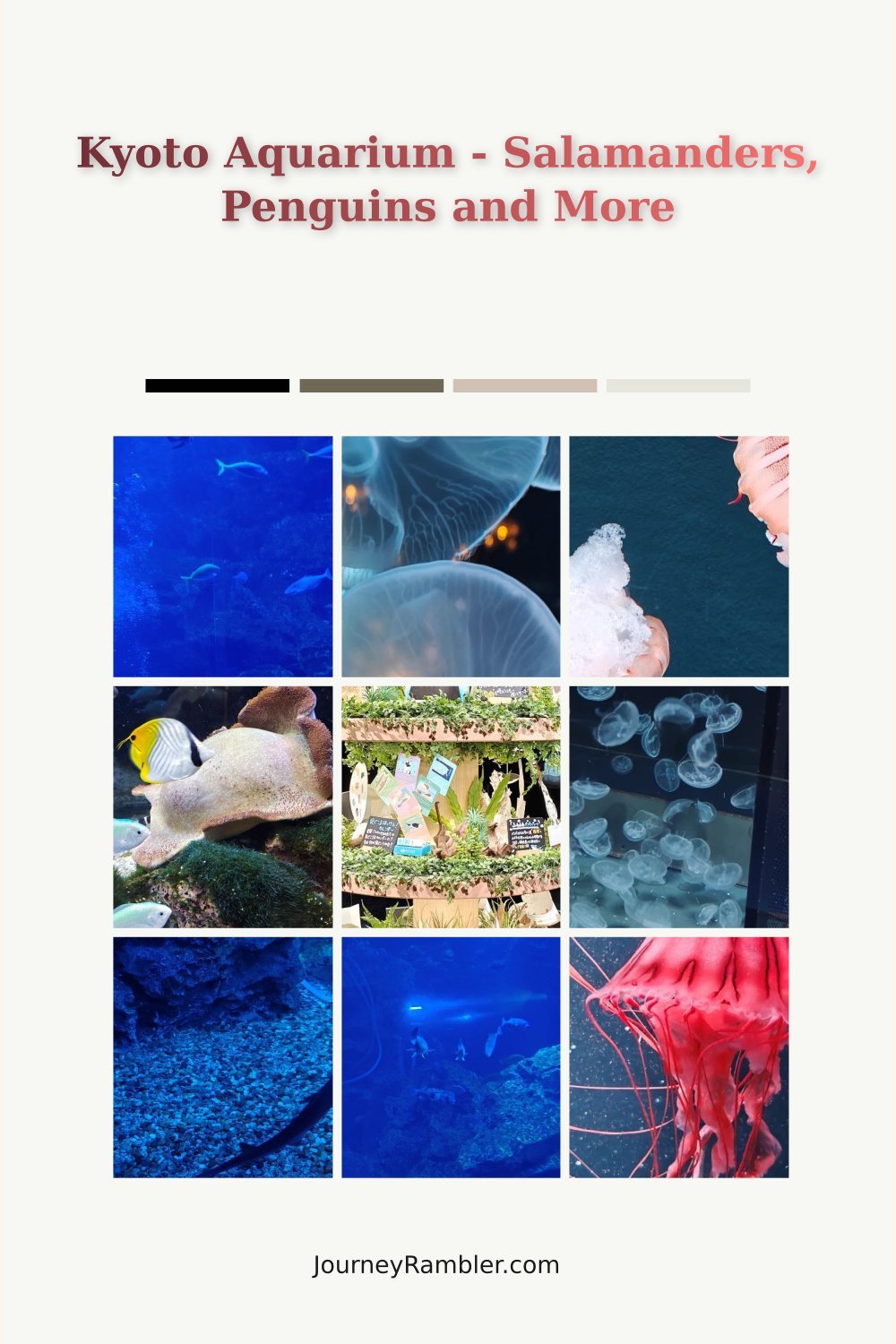 My Day at Kyoto Aquarium with Giant Salamanders, Penguins, Jellyfish, and Dolphins