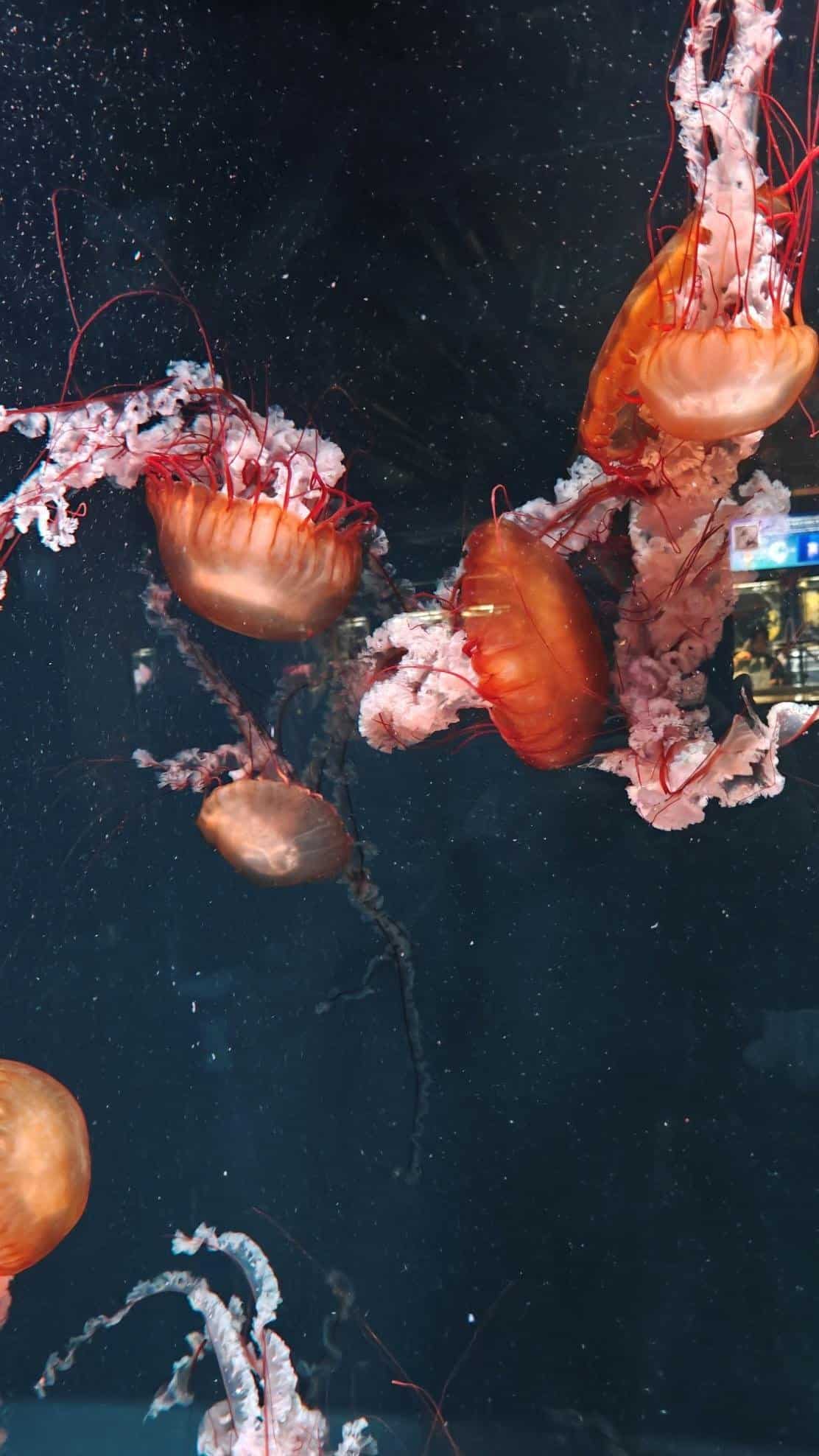 Orange jellyfish swimming in dark aquarium