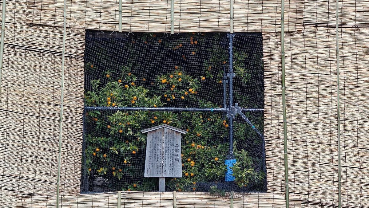 Orange trees behind netting and bamboo screen