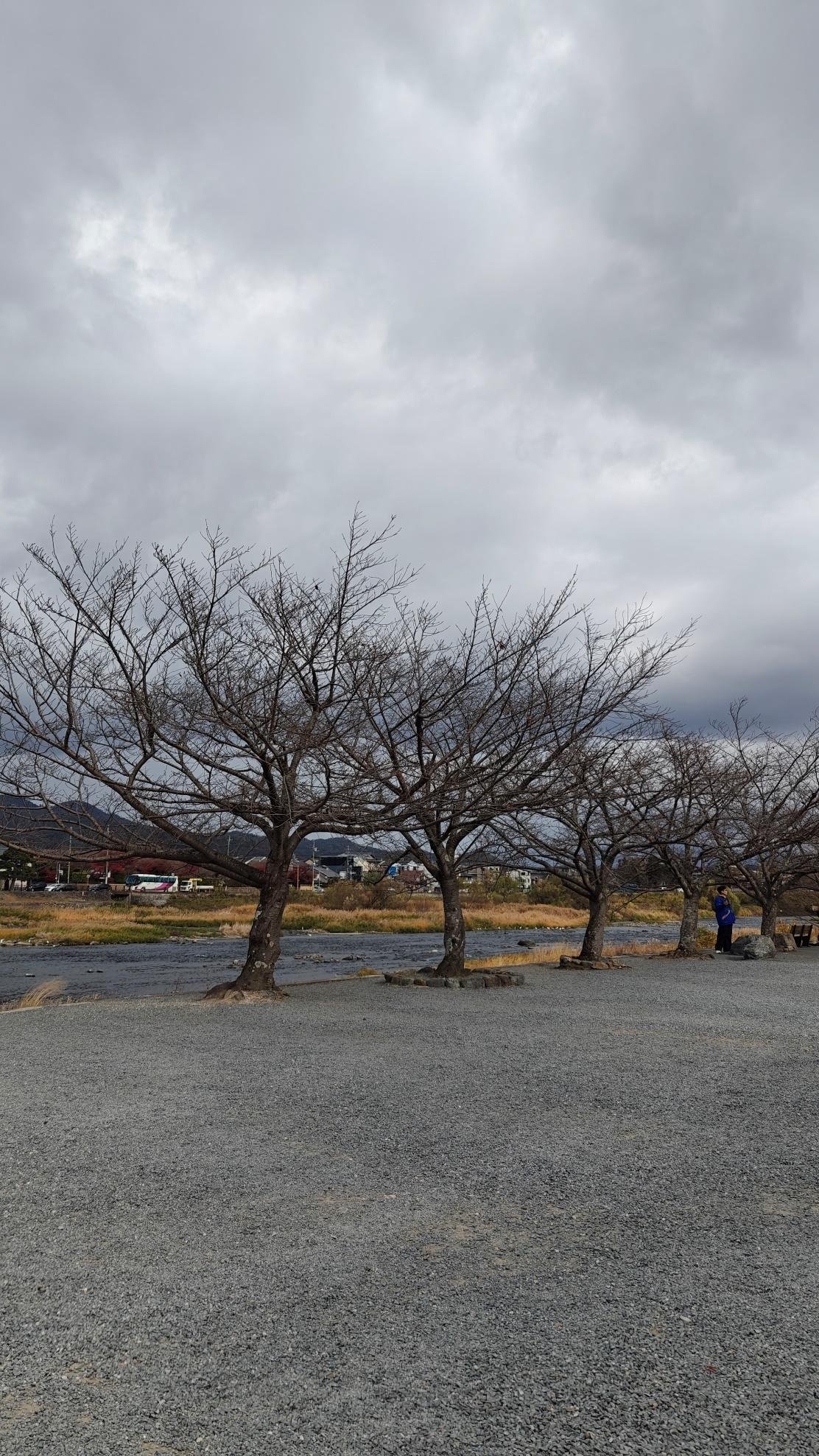 Overcast sky above bare trees by a gravel path