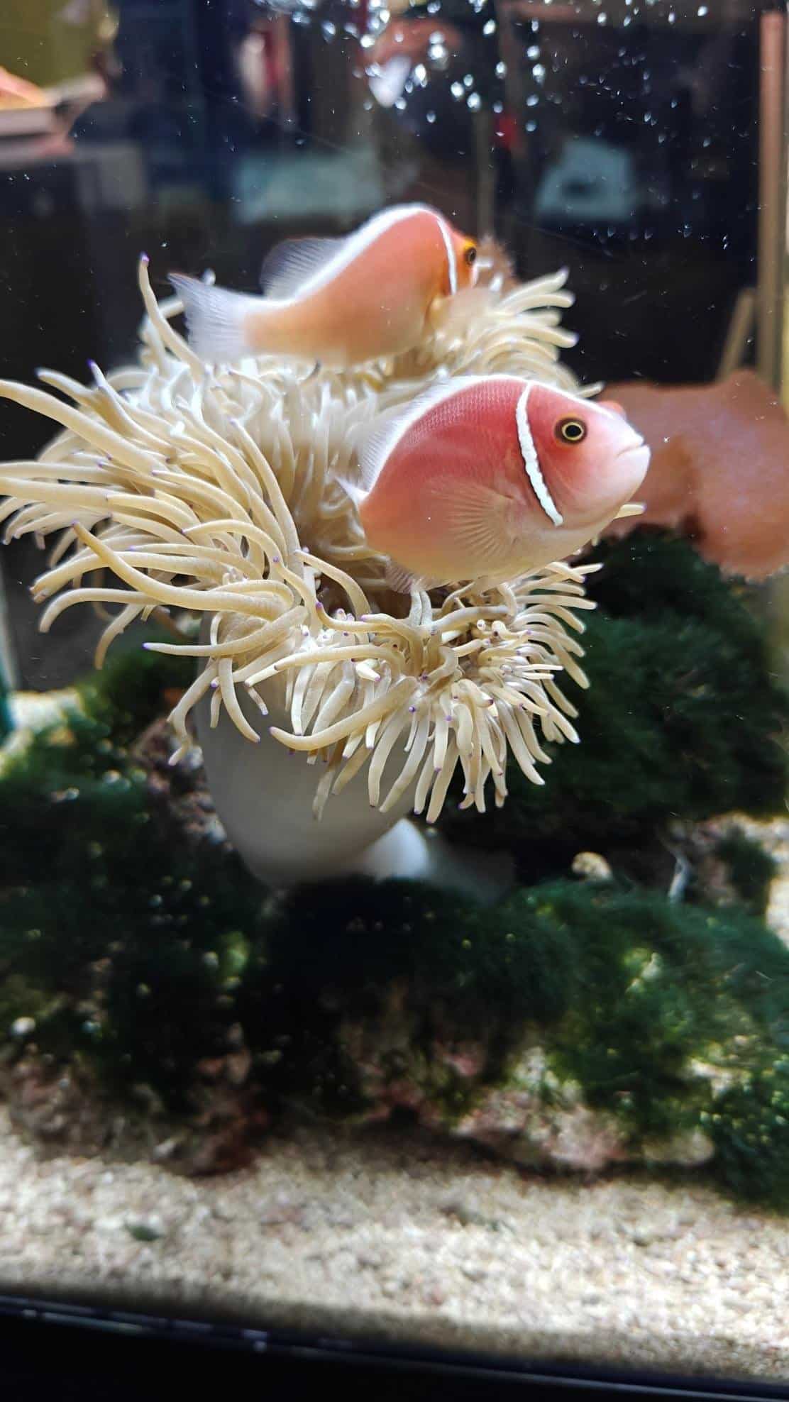 Pair of pink clownfish in anemone, aquarium setting