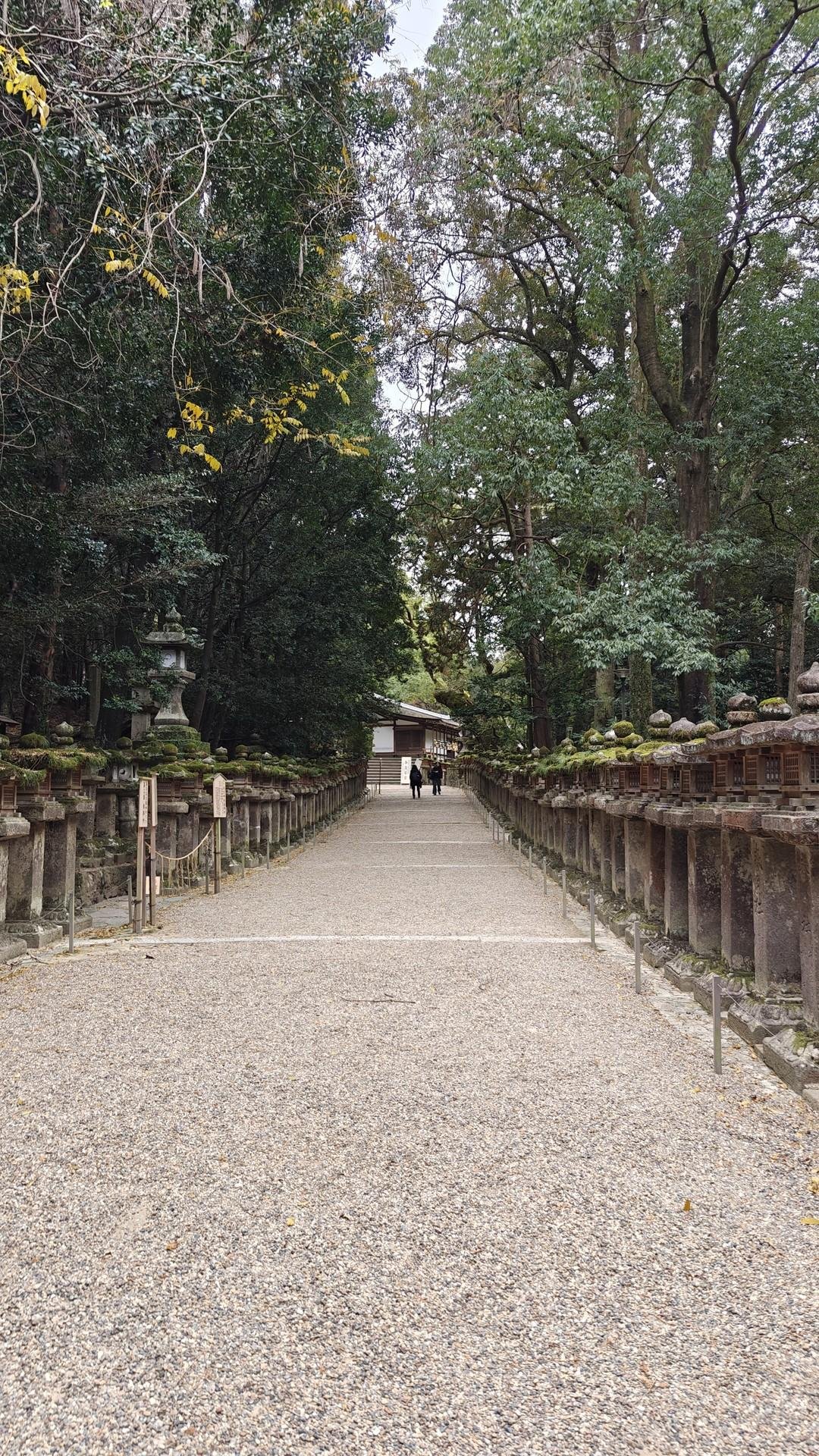 Pathway through forest with stone lanterns