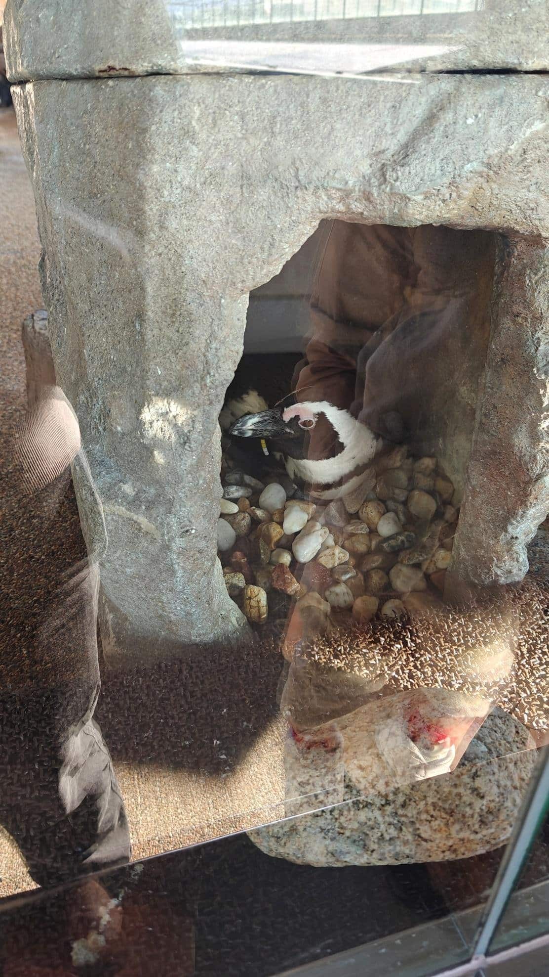 Penguin resting inside stone enclosure with pebble ground