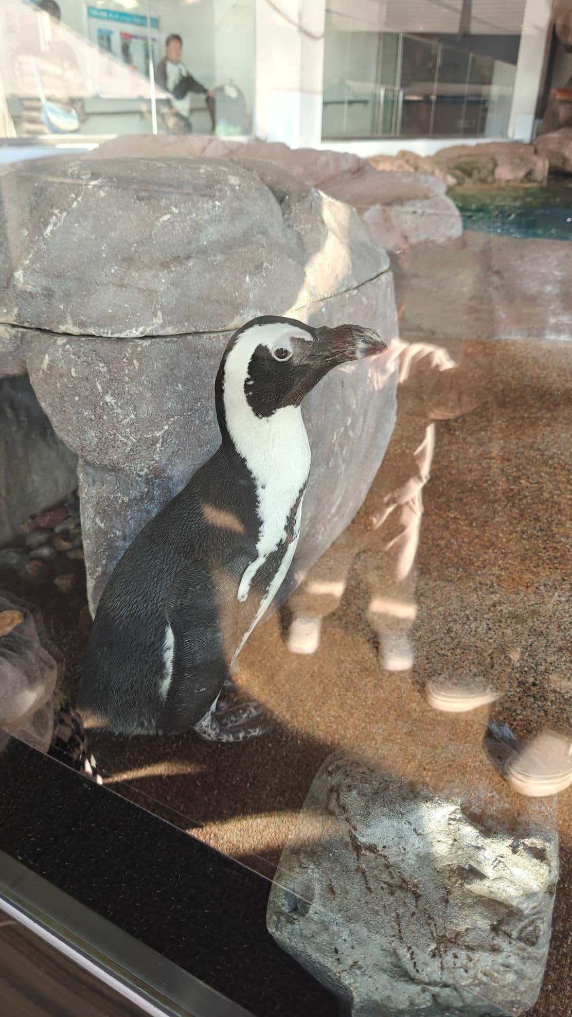 Penguin standing by rocks in an indoor enclosure