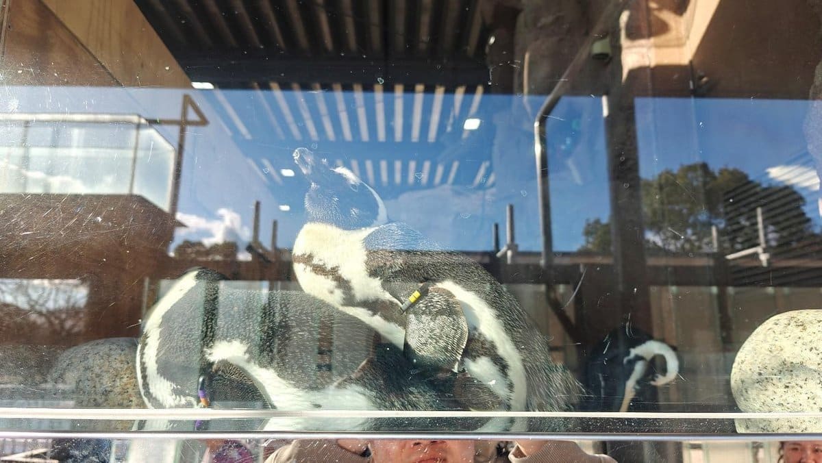 Penguins behind glass with outdoor reflections