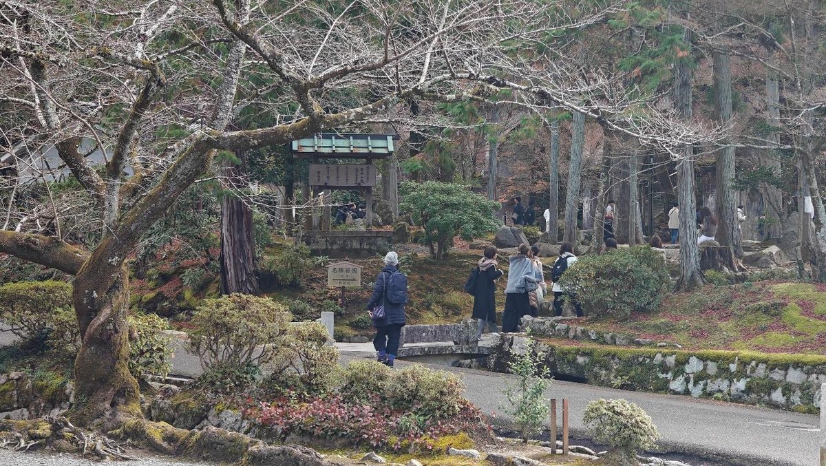 People strolling through a serene forest with bare trees