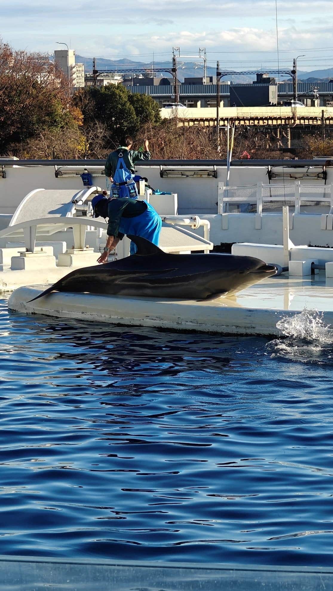 Person interacting with dolphin at poolside on sunny day