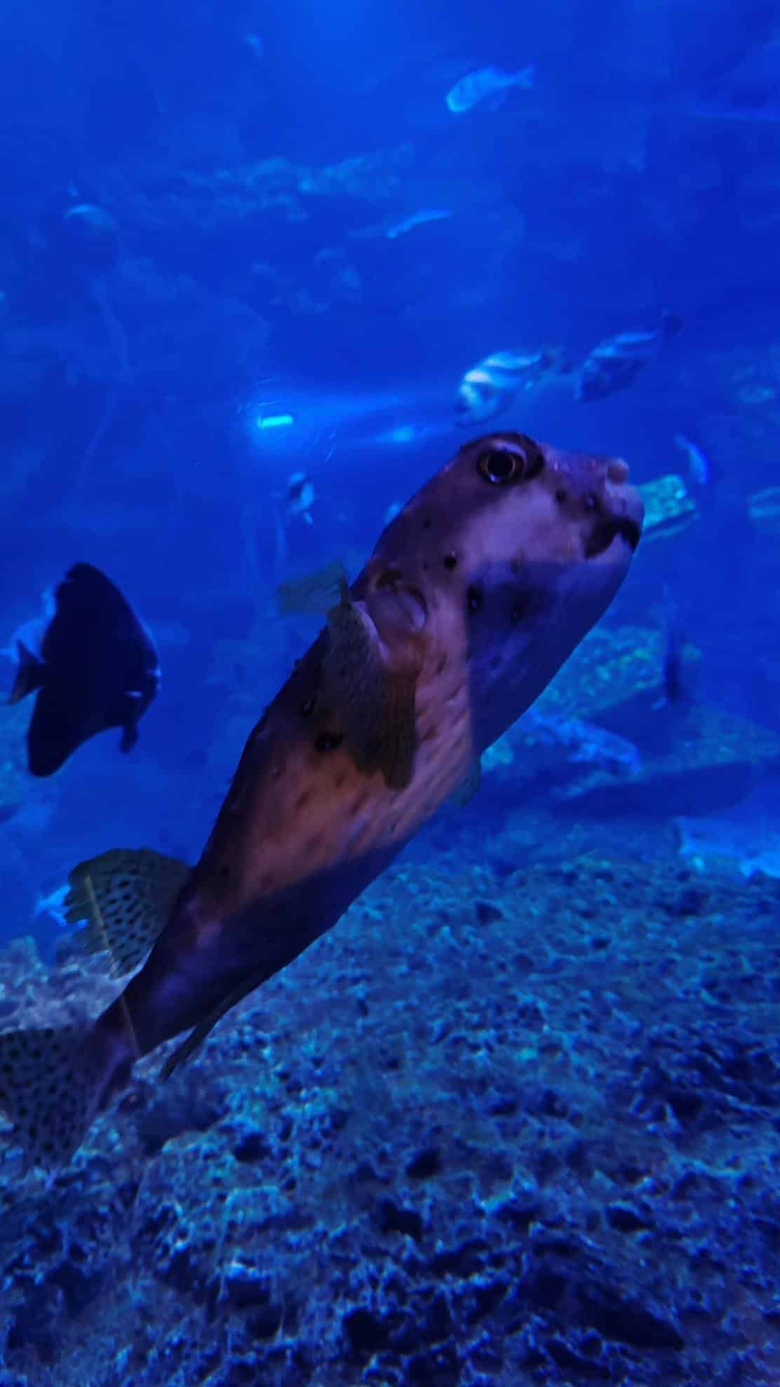 Pufferfish swimming in a blue-lit aquarium