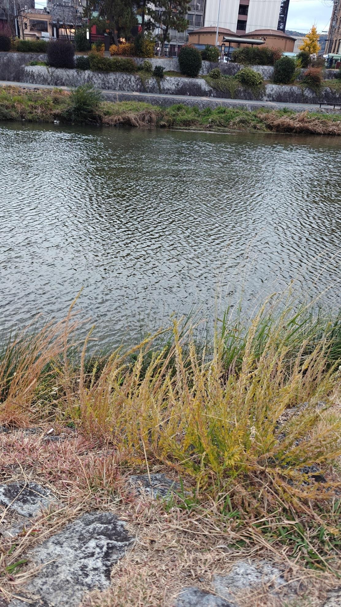 Riverside with grass and urban backdrop