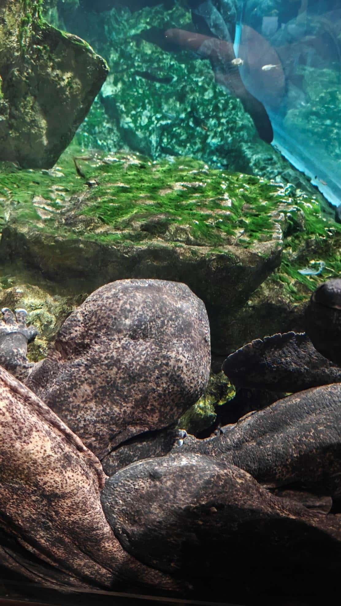 Rocky underwater scene with green algae and stones