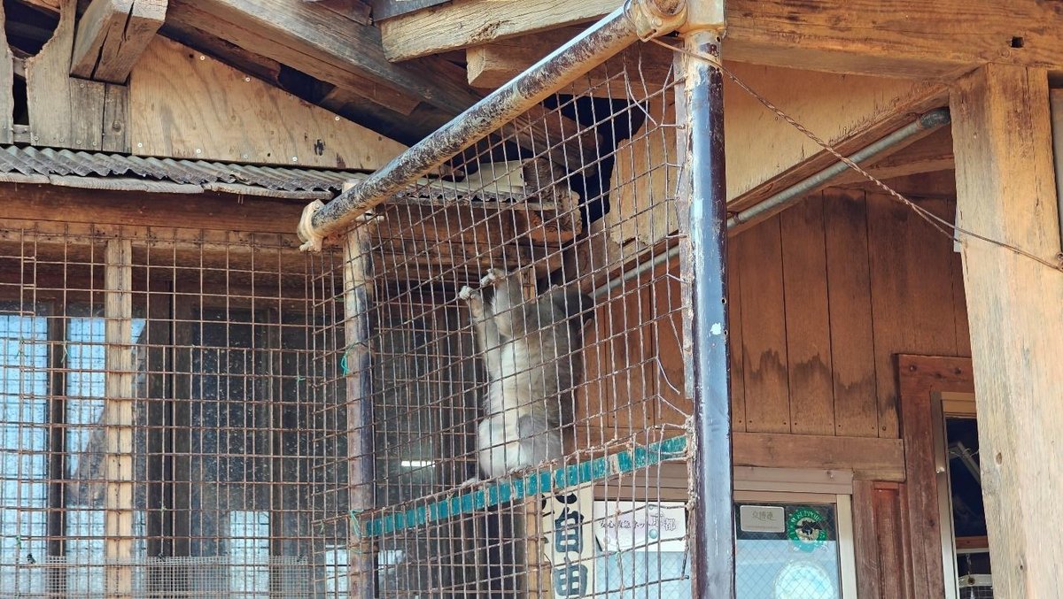 Rustic wooden structure with wire mesh