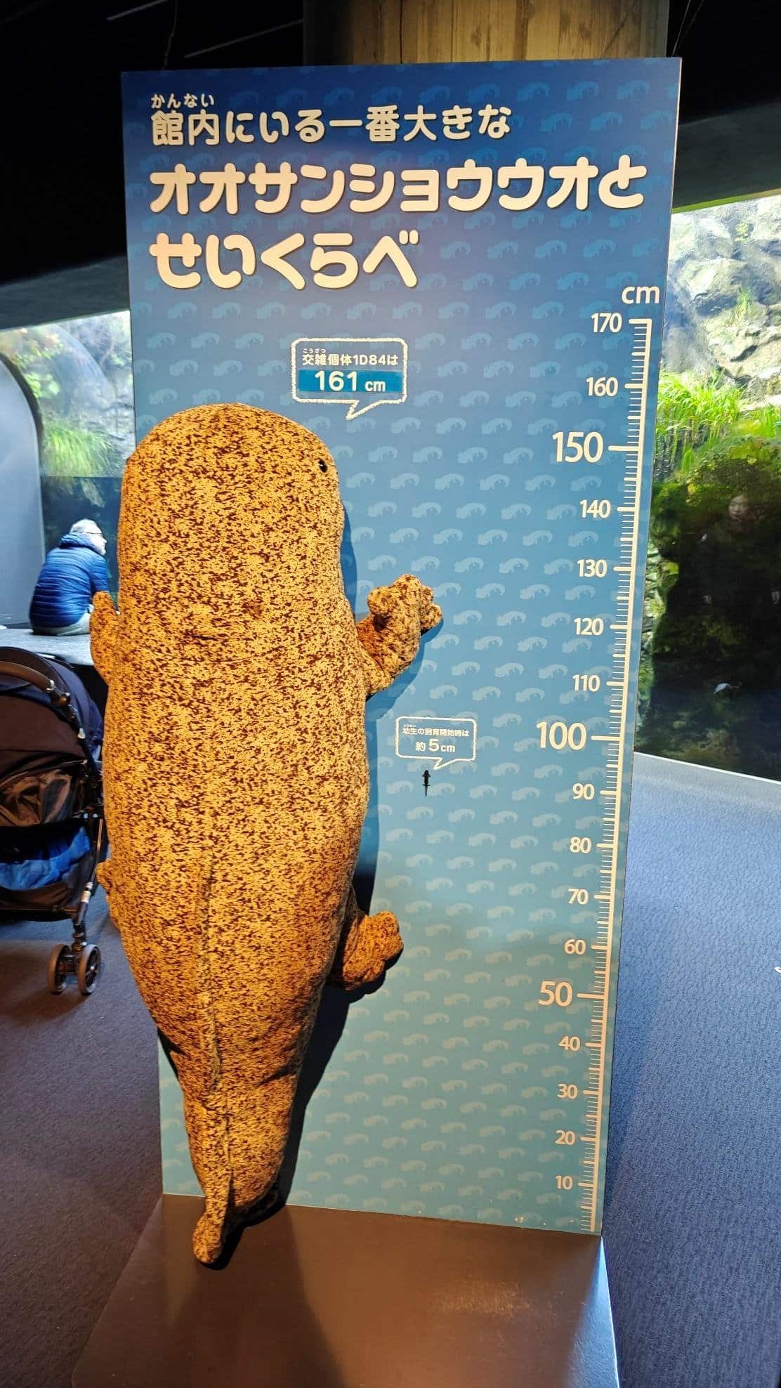 Salamander model with height chart in aquarium