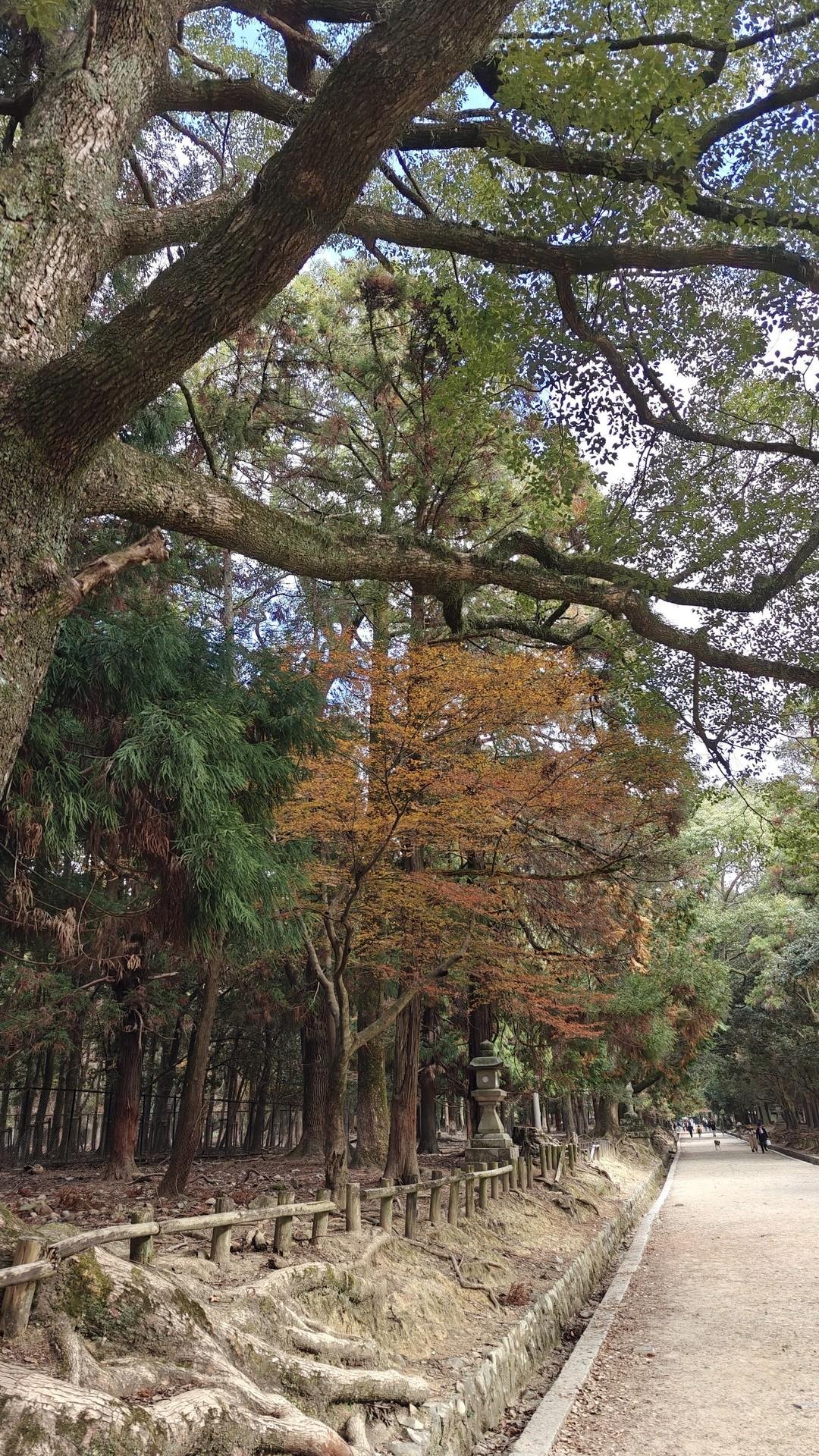 Scenic forest path with overhanging trees