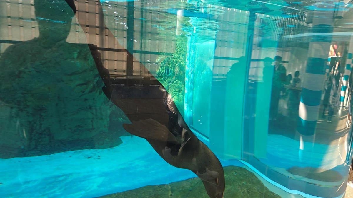 Seal swimming in a large aquarium