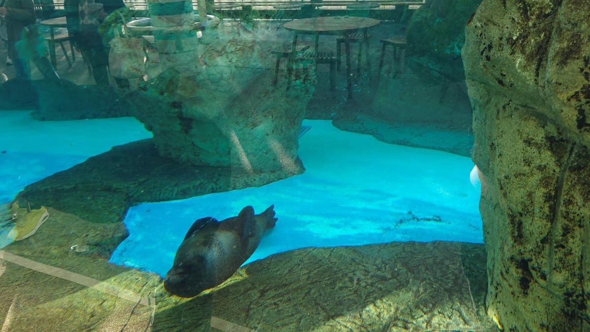 Seal swimming in a rocky aquarium pool
