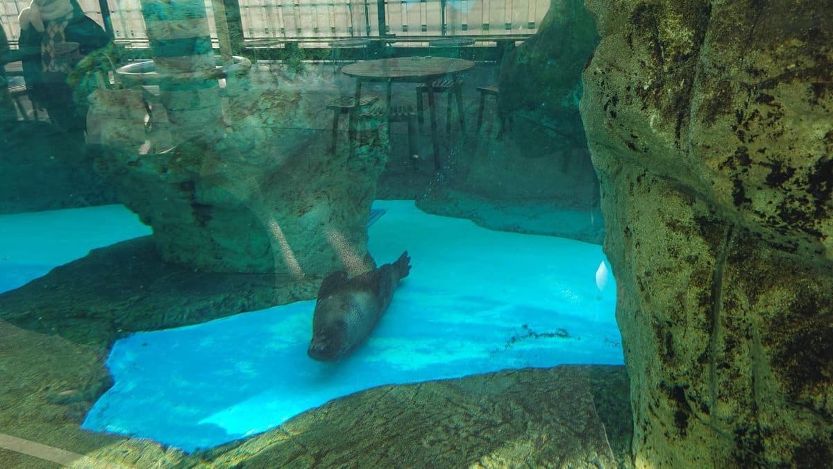 Seal swimming in blue aquarium pool surrounded by rocks