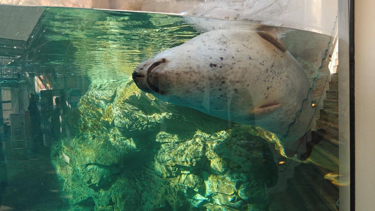 Seal swims in aquarium with rocky backdrop