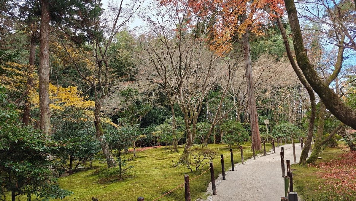 Serene autumn path in a tranquil forest setting