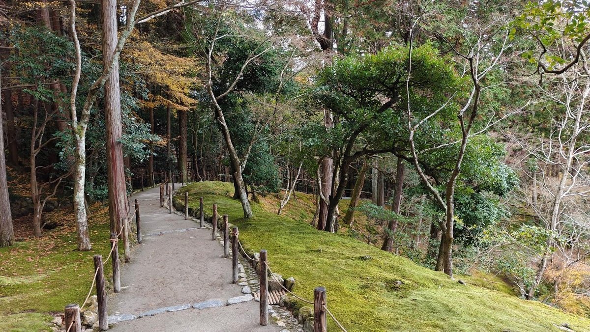 Serene forest path with lush greenery and moss-covered ground