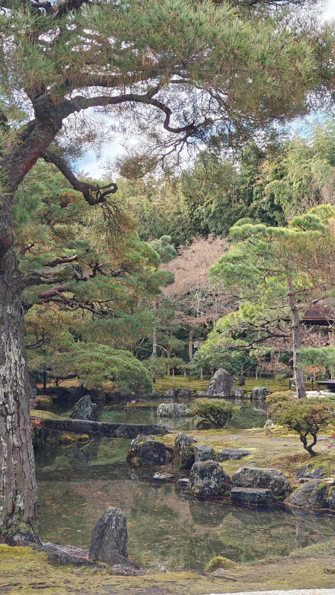 Serene Japanese garden with lush trees and reflective pond