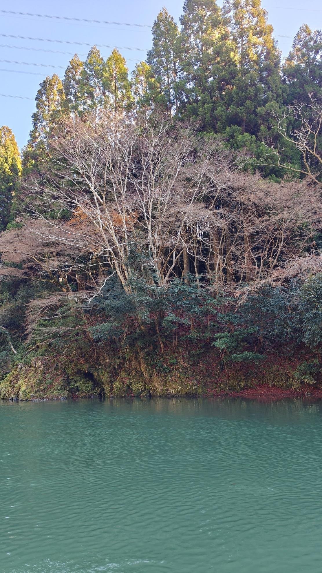 Serene riverbank with bare trees and green pines