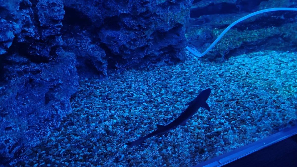 Shark swimming in blue-lit aquarium with rocky background