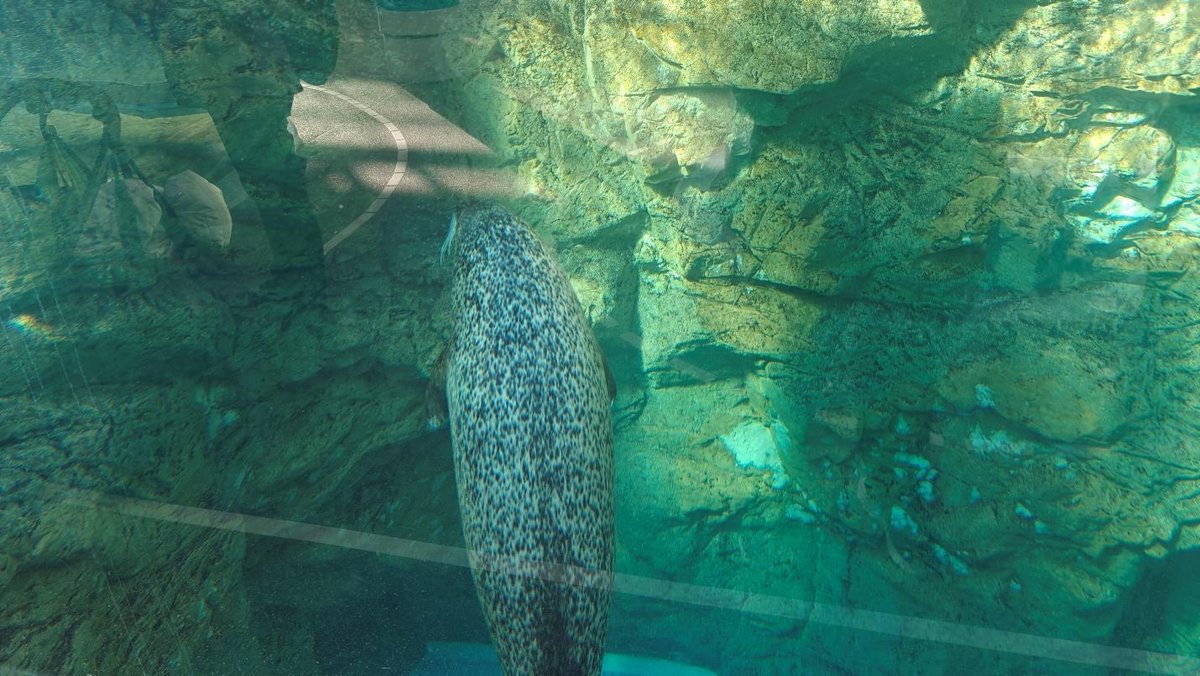 Spotted seal swimming underwater against rocky backdrop