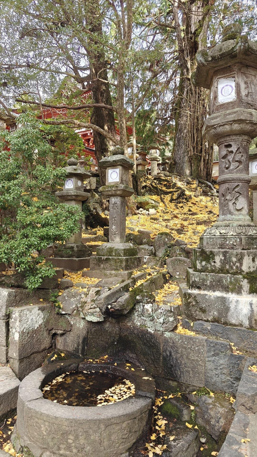 Stone lanterns in autumn temple garden