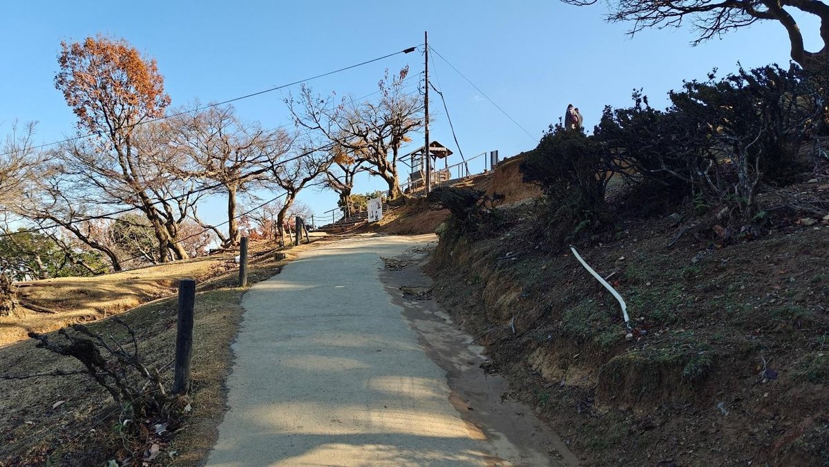 Sunny path with bare trees