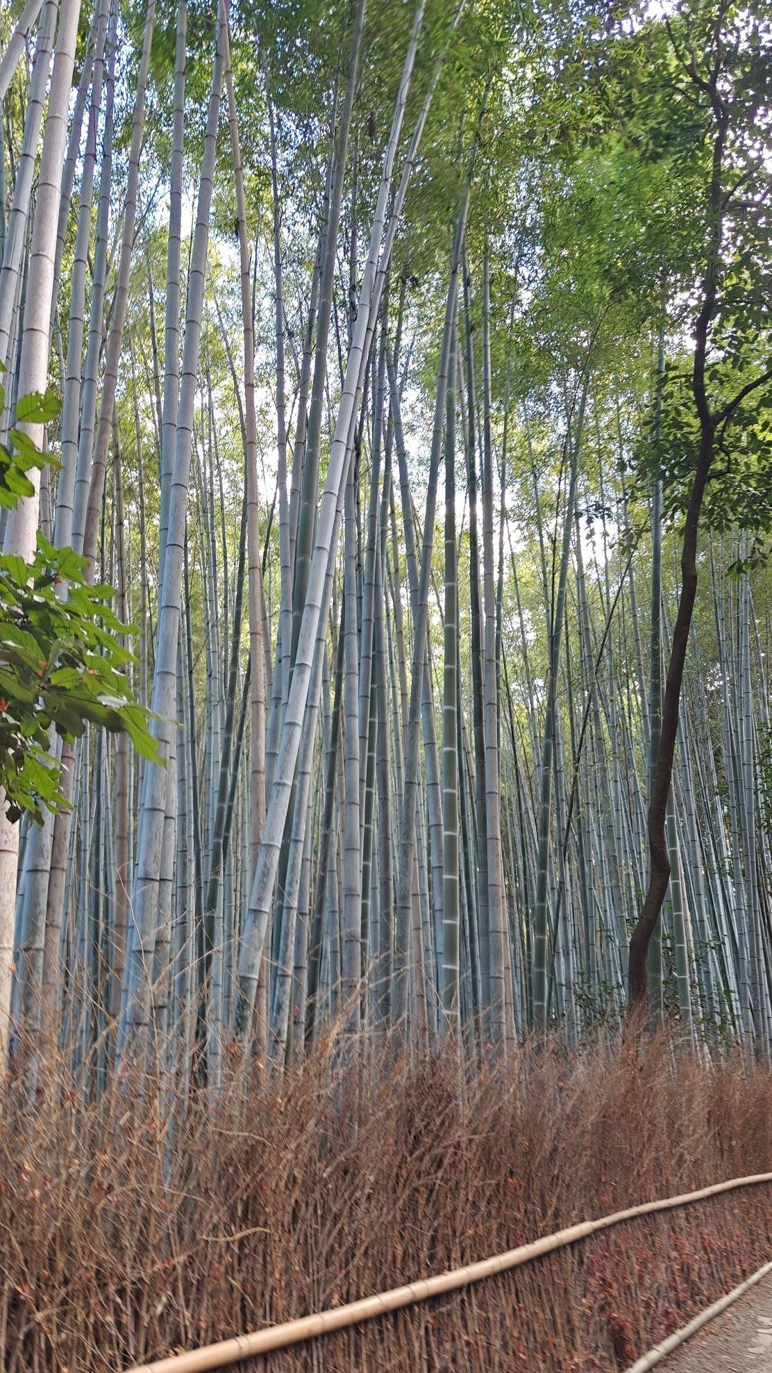Tall bamboo forest under a clear sky