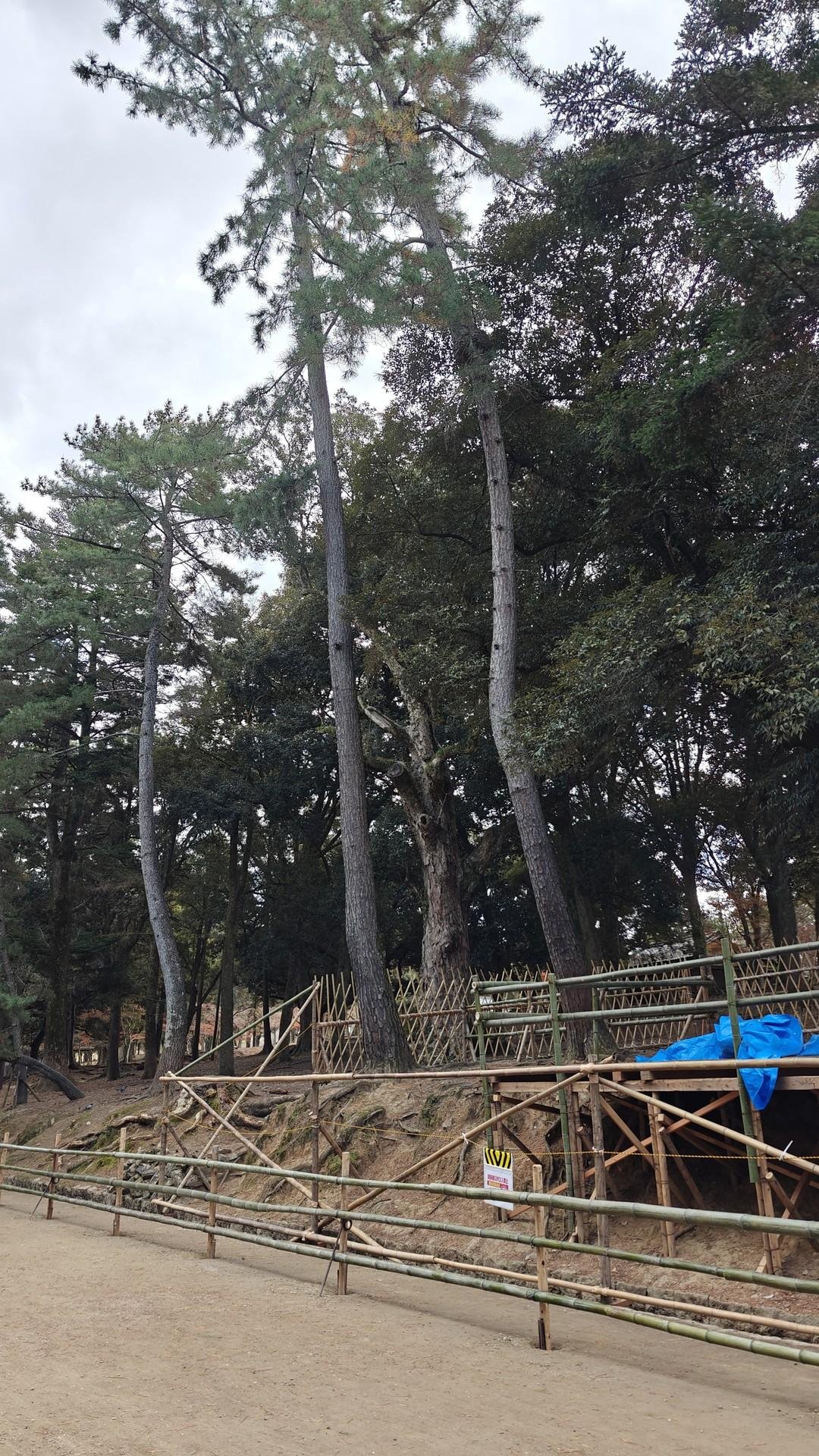 Tall trees with bamboo fencing