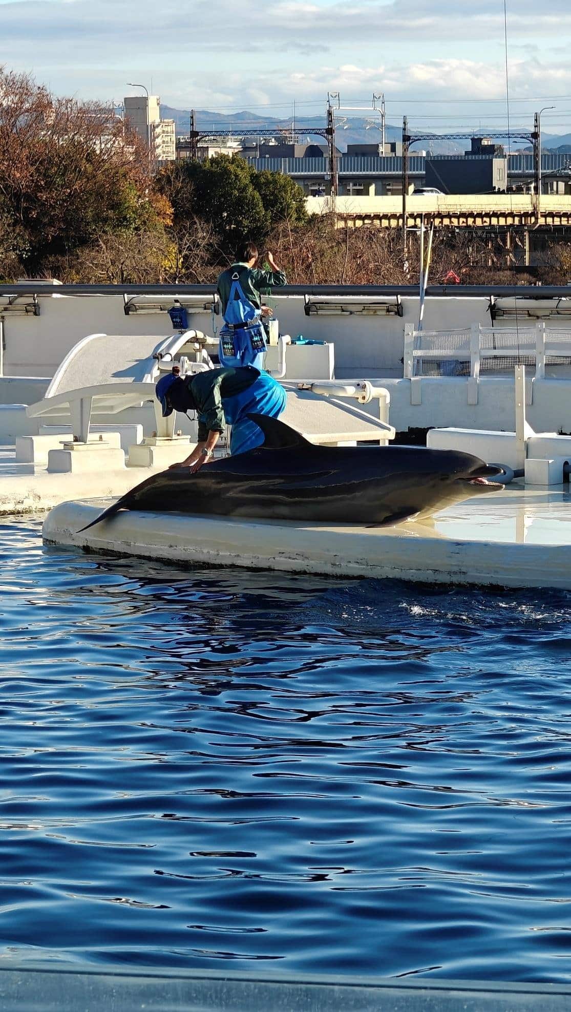 Trainer interacts with dolphin by pool in outdoor setting