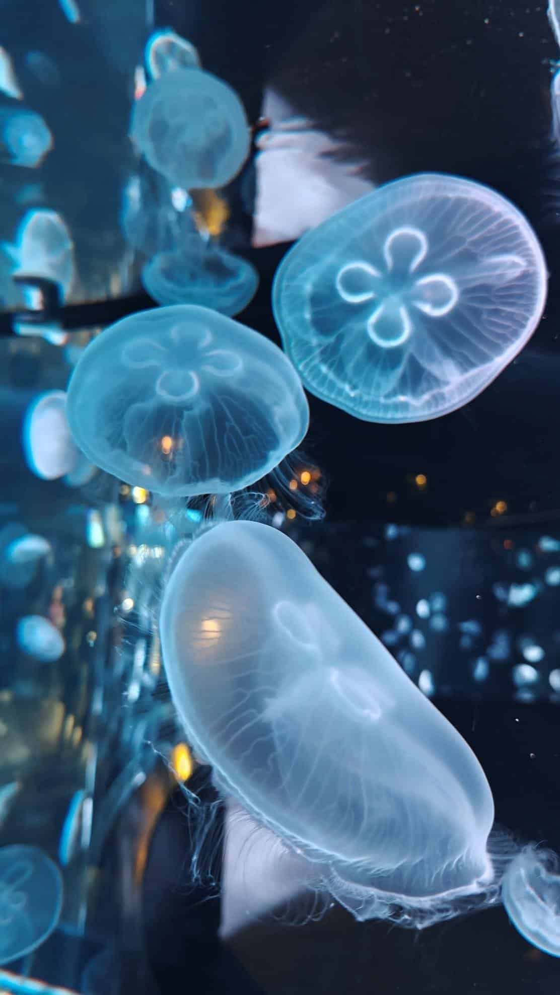 Translucent jellyfish floating in dark blue water